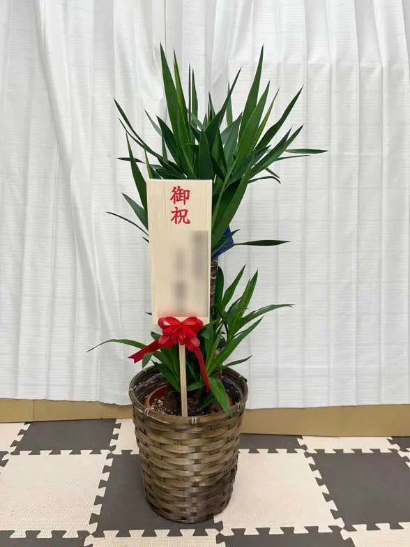 ユッカ Mサイズ 藤かご付・ダークブラウン