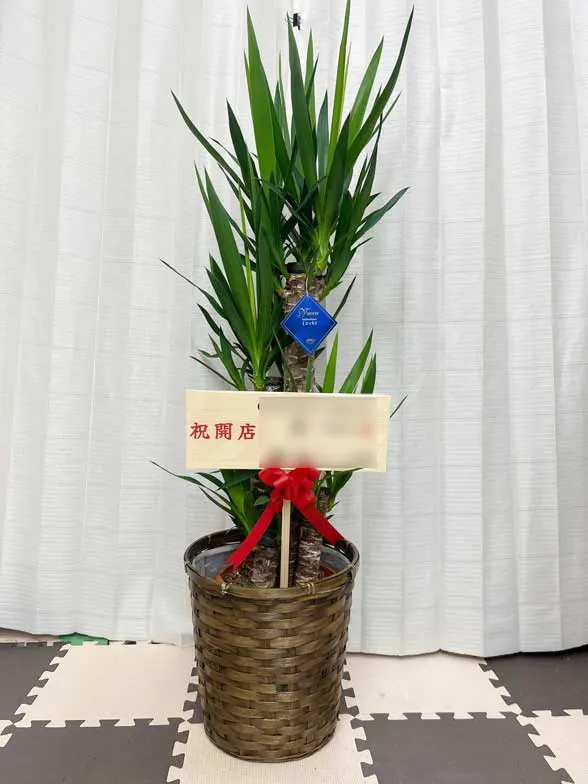 ユッカ Mサイズ 藤かご付・ダークブラウン