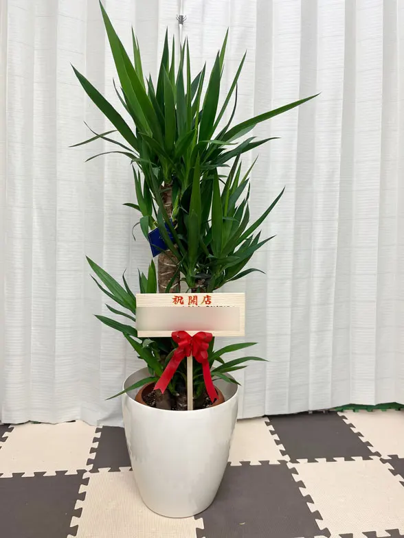 ユッカ Mサイズ ラスターポット付