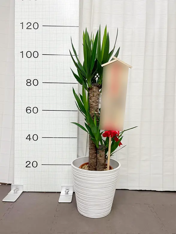 ユッカ(エコフレンドリーポット付) Mサイズ/観葉植物の販売、通販の