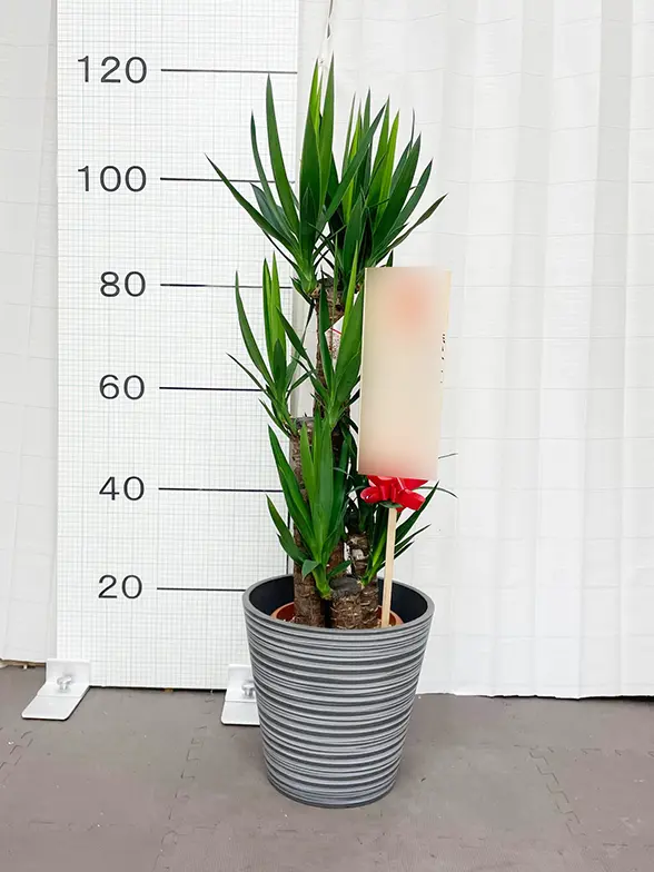 ユッカ(エコフレンドリーポット付) Mサイズ/観葉植物の販売、通販の