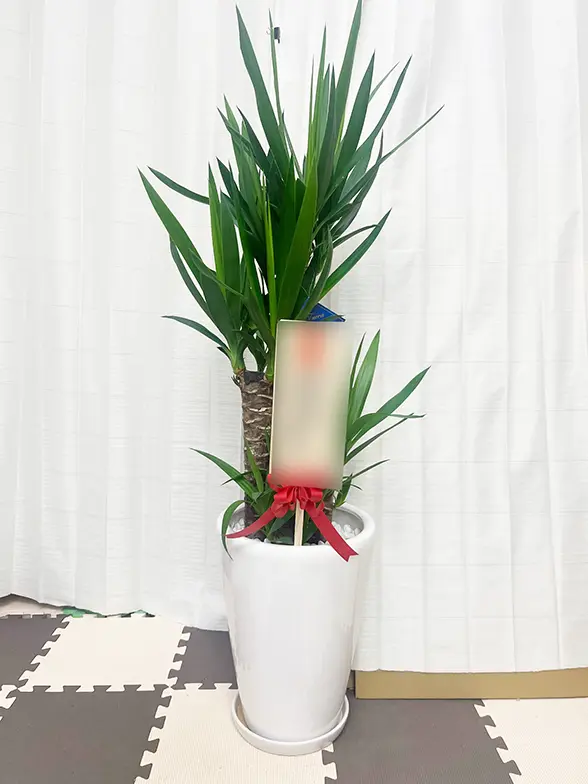ユッカ(陶器鉢植込み、ラウンドタイプ白色) スタイリッシュ/観葉植物の