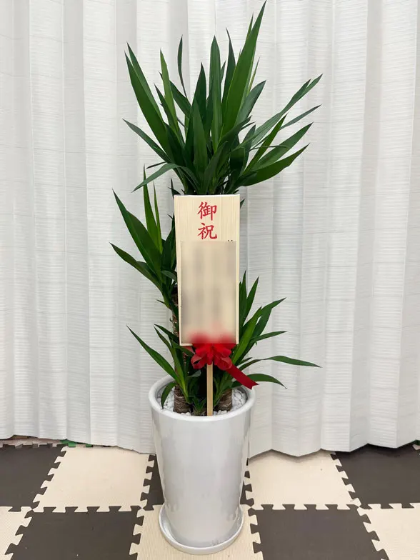 ユッカ スタイリッシュ 陶器鉢植込み、ラウンドタイプ白色