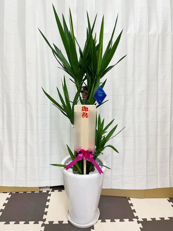 ユッカ スタイリッシュ 陶器鉢植込み、ラウンドタイプ白色