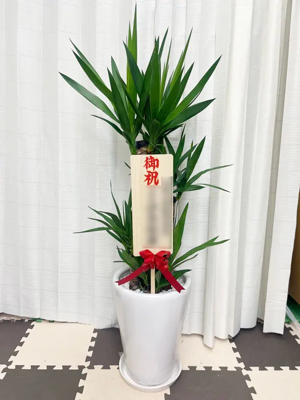 ユッカ スタイリッシュ 陶器鉢植込み、ラウンドタイプ白色