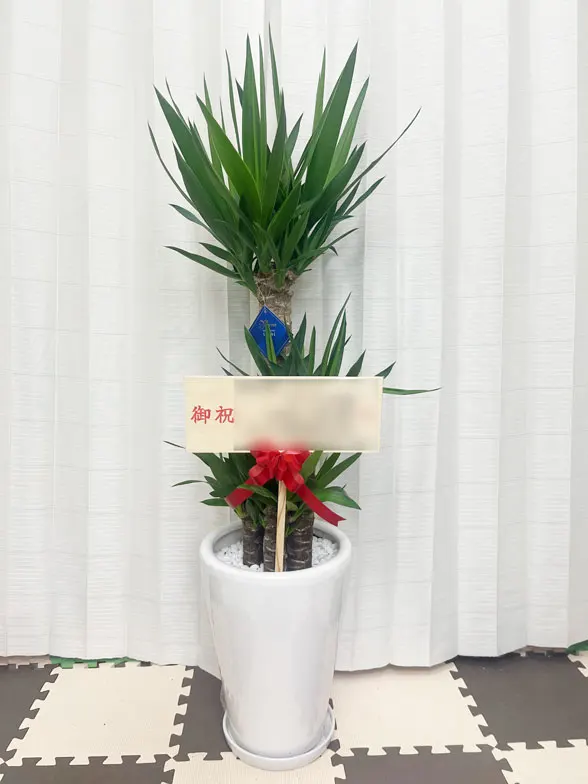 ユッカ スタイリッシュ 陶器鉢植込み、ラウンドタイプ白色