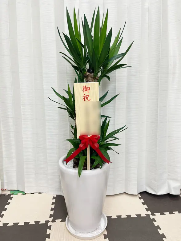 ユッカ スタイリッシュ 陶器鉢植込み、ラウンドタイプ白色