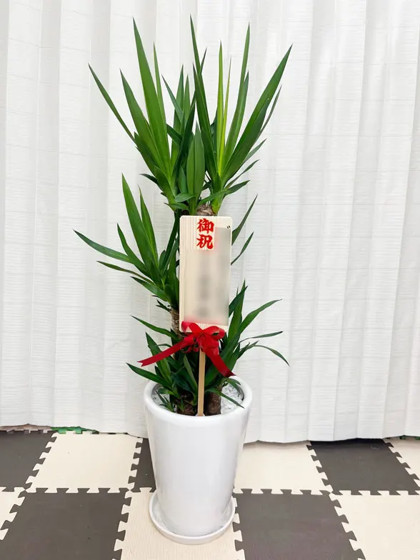 ユッカ スタイリッシュ 陶器鉢植込み、ラウンドタイプ白色