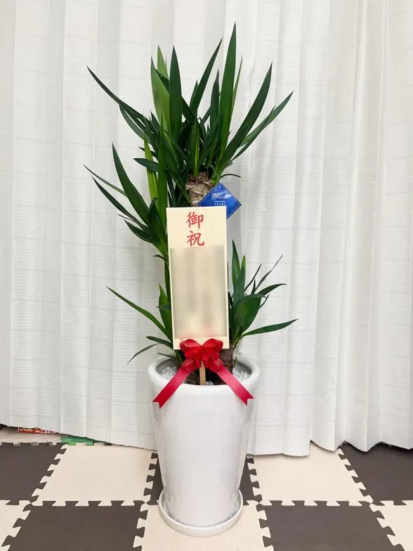 ユッカ スタイリッシュ 陶器鉢植込み、ラウンドタイプ白色