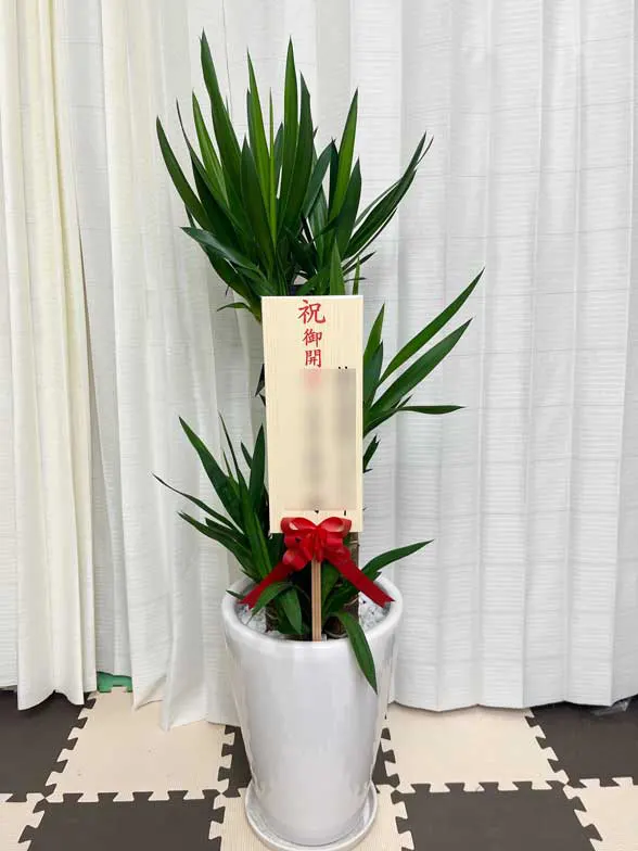 ユッカ スタイリッシュ 陶器鉢植込み、ラウンドタイプ白色