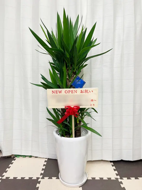 ユッカ スタイリッシュ 陶器鉢植込み、ラウンドタイプ白色