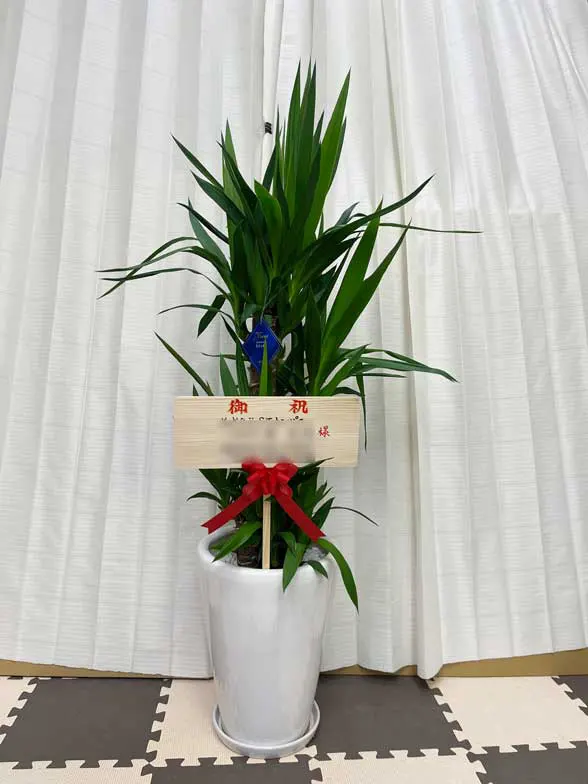 ユッカ スタイリッシュ 陶器鉢植込み、ラウンドタイプ白色