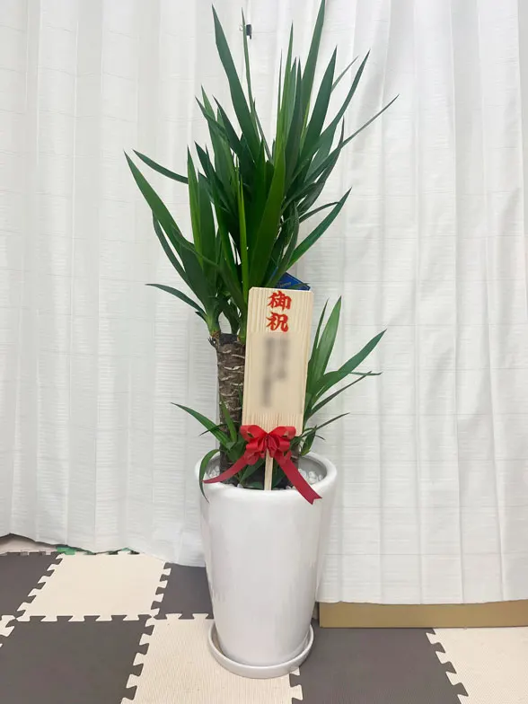 ユッカ スタイリッシュ 陶器鉢植込み、ラウンドタイプ白色