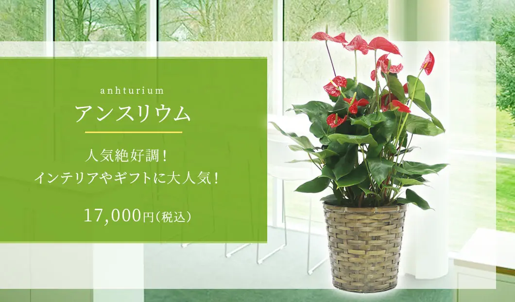 アンスリウム 観葉植物 17,000円(税込)