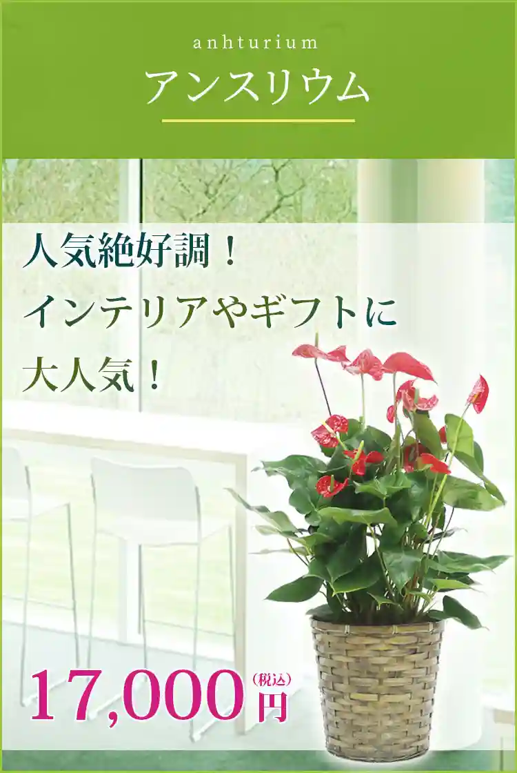 アンスリウム 観葉植物 17,000円(税込)