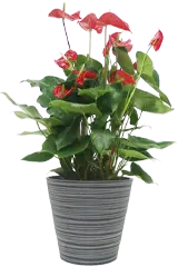 アンスリウム全体画像