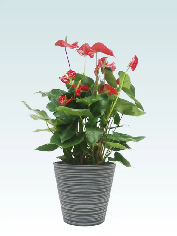 アンスリウムー葉っぱ拡大画像