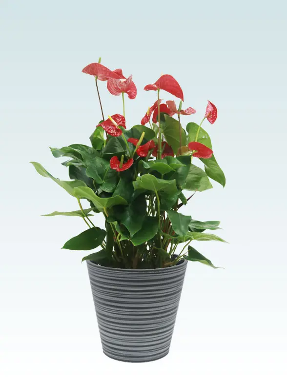 アンスリウム斜め上から全体画像