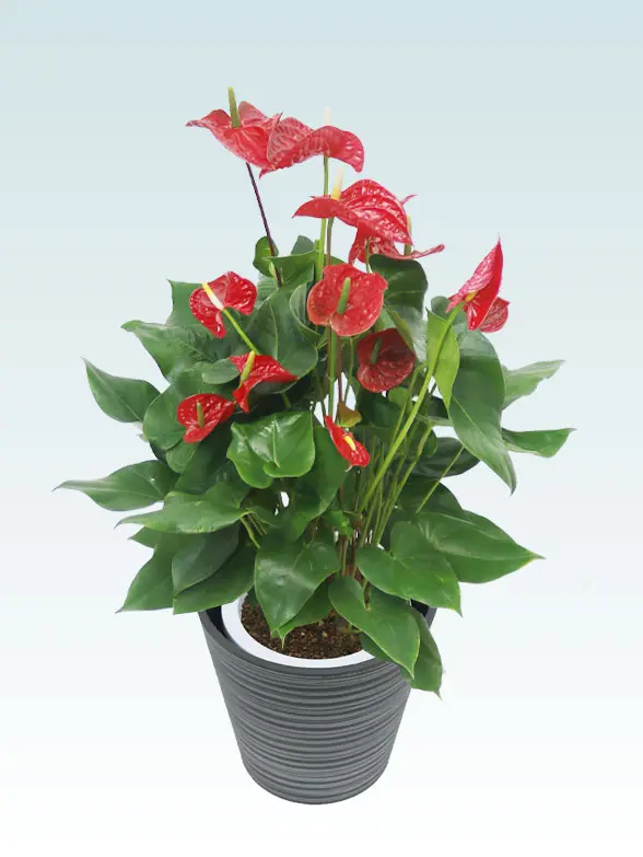 アンスリウム葉っぱ枝も入った画像