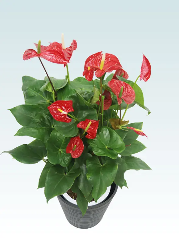 アンスリウム拡大横から画像