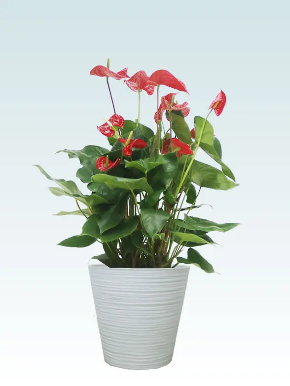 アンスリウム葉っぱ枝も入った画像