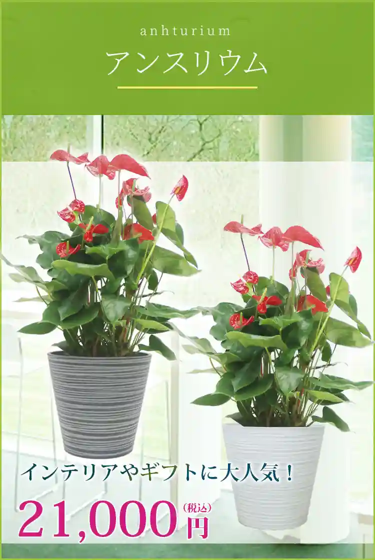 アンスリウム 観葉植物 21,000円(税込)
