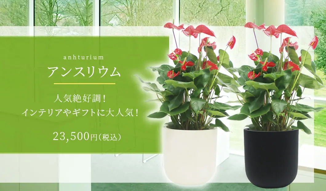 アンスリウム 観葉植物 23,500円(税込)