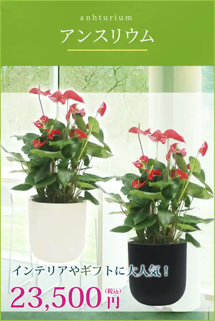 アンスリウム 観葉植物 23,500円(税込)