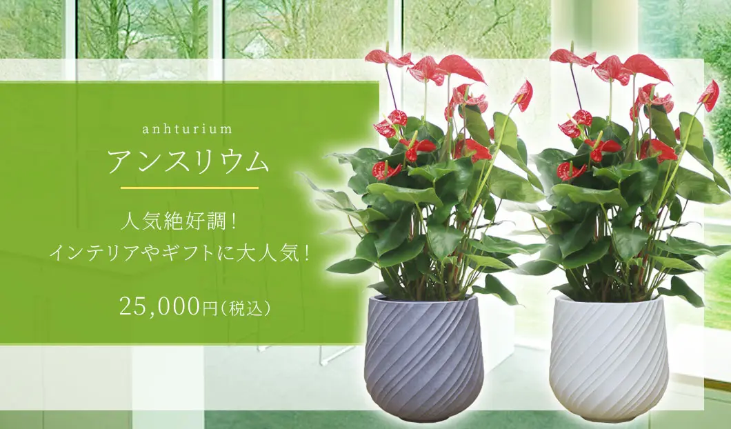 アンスリウム 観葉植物 25,000円(税込)