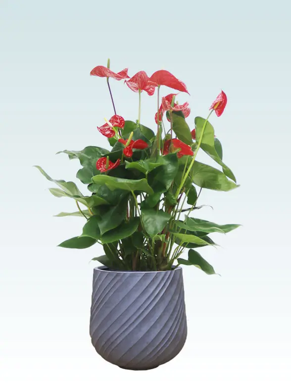 アンスリウム　赤色 Mサイズ スパイラル型