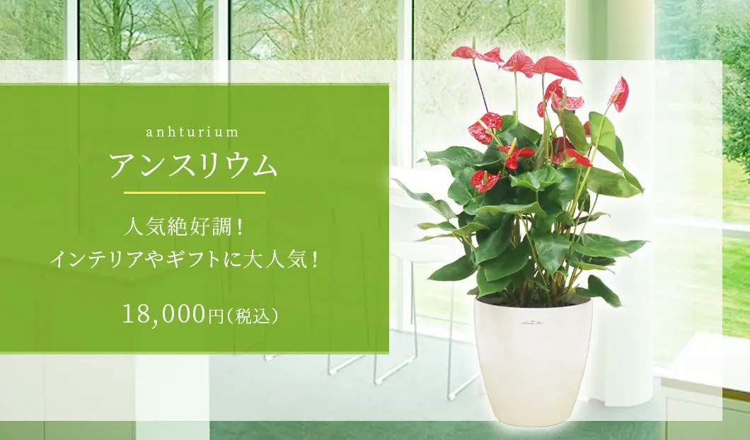 アンスリウム 観葉植物 18,000円(税込)