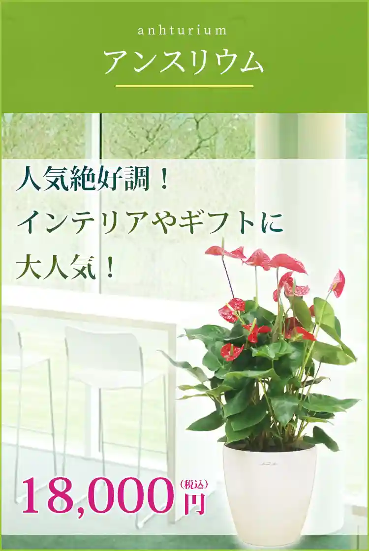 アンスリウム 観葉植物 18,000円(税込)