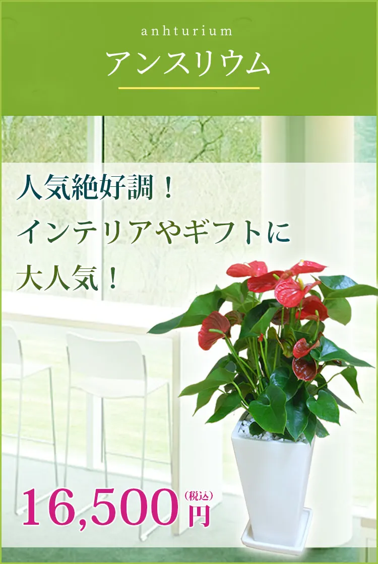 アンスリウム 赤色 陶器鉢植込み スクエア白色 スタイリッシュ 観葉植物の販売 通販の観葉植物のオアシス