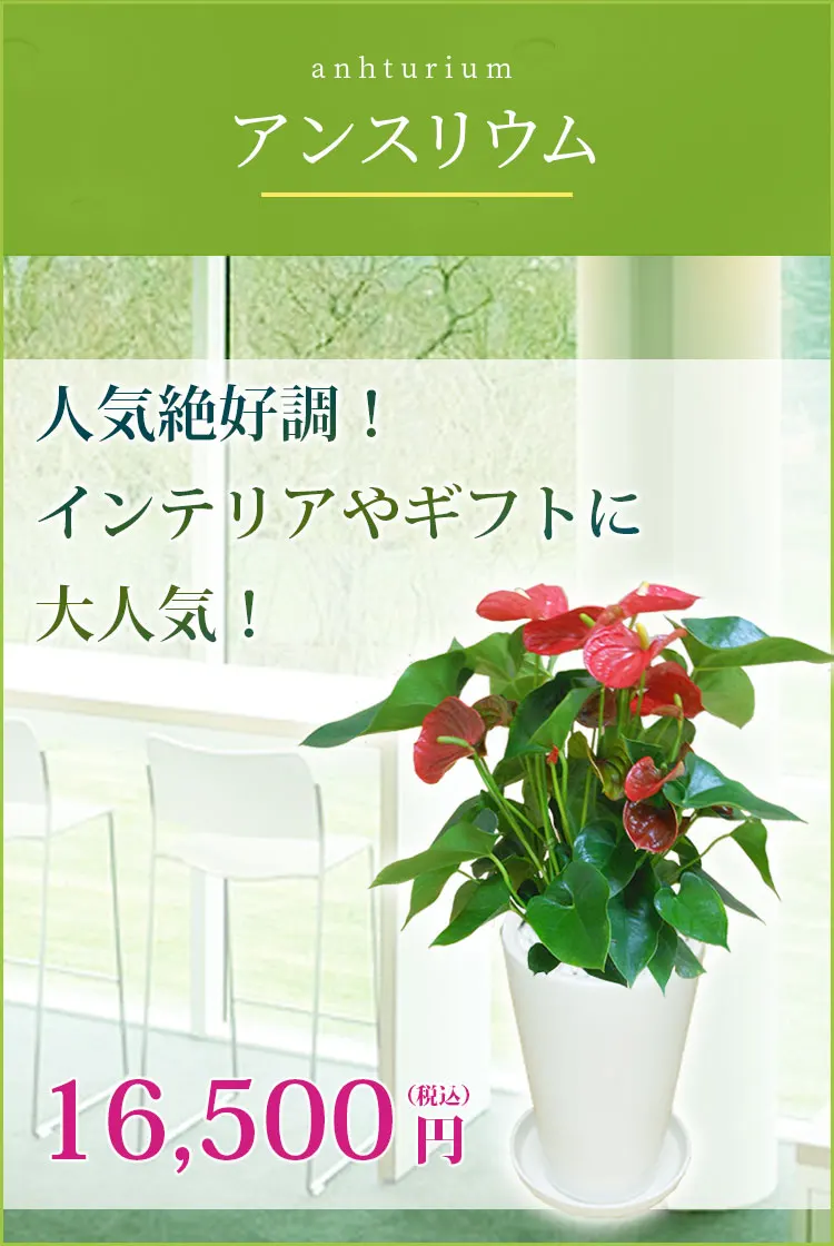 アンスリウム 観葉植物 15,800円(税込)