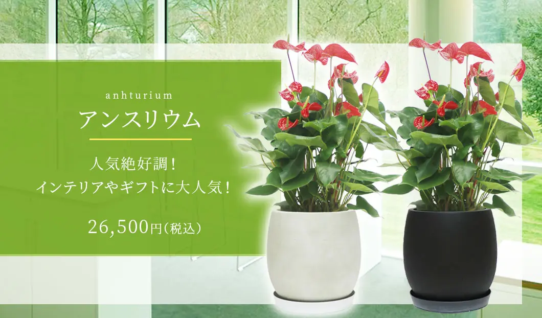 アンスリウム 観葉植物 26,500円(税込)