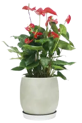 アンスリウム全体画像