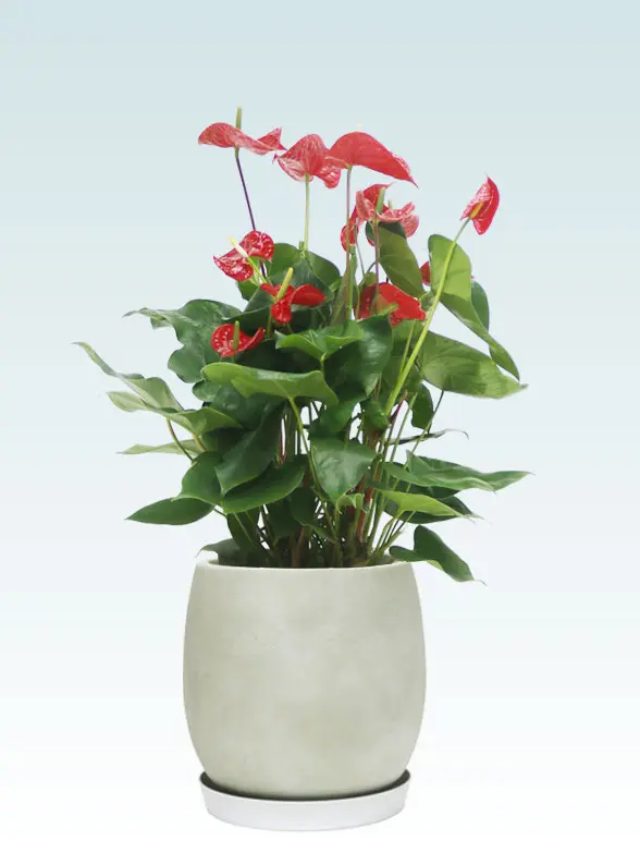 アンスリウムー葉っぱ拡大画像