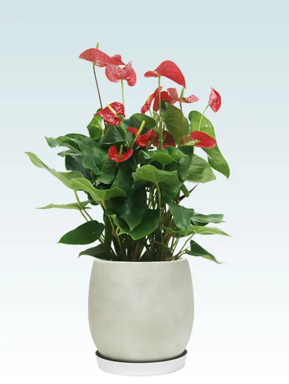 アンスリウム斜め上から全体画像