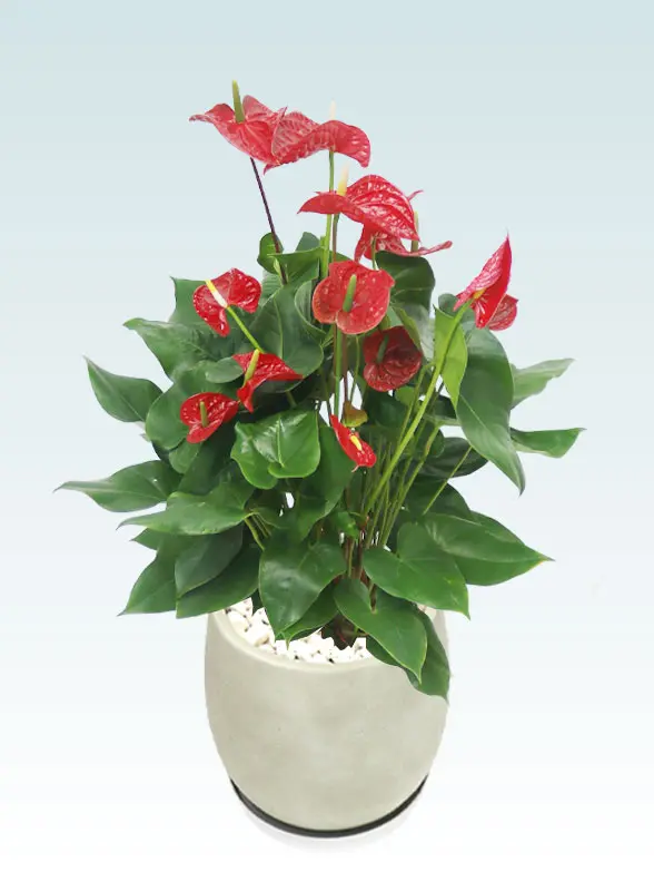 アンスリウム葉っぱ枝も入った画像