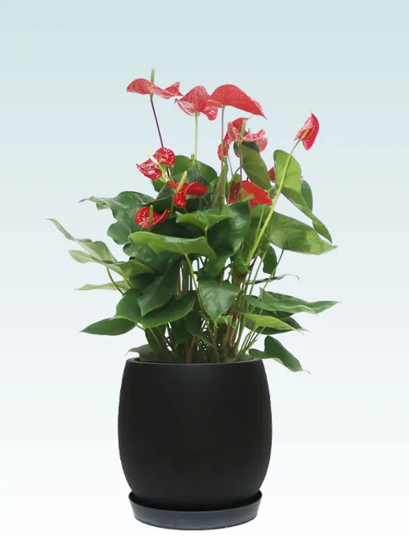 アンスリウム葉っぱ枝も入った画像