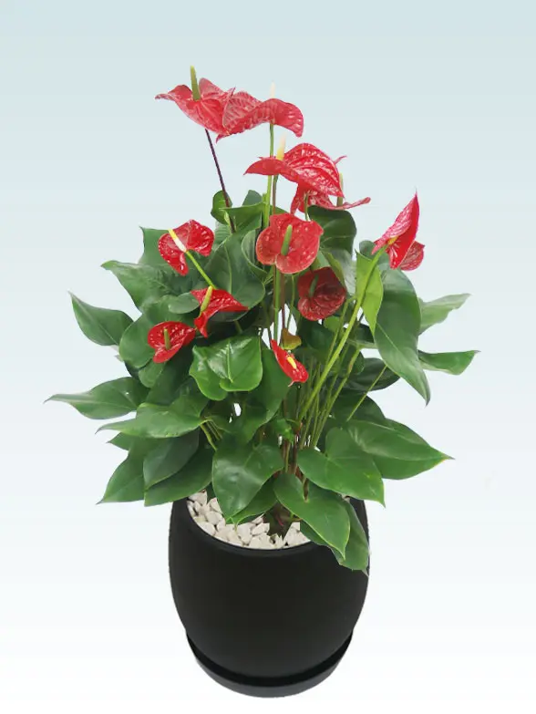 アンスリウム葉っぱ枝も入った画像