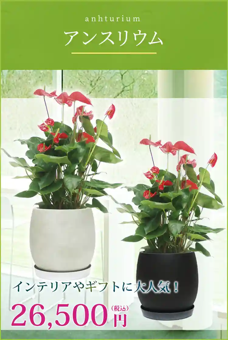 アンスリウム 観葉植物 26,500円(税込)