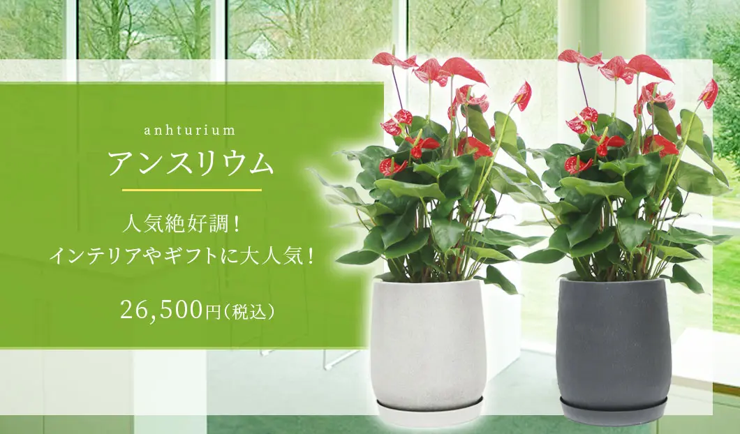 アンスリウム 観葉植物 26,500円(税込)