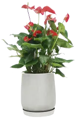 アンスリウム全体画像