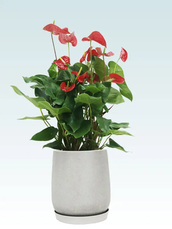 アンスリウム斜め上から全体画像