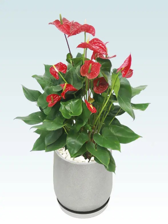 アンスリウム葉っぱ枝も入った画像