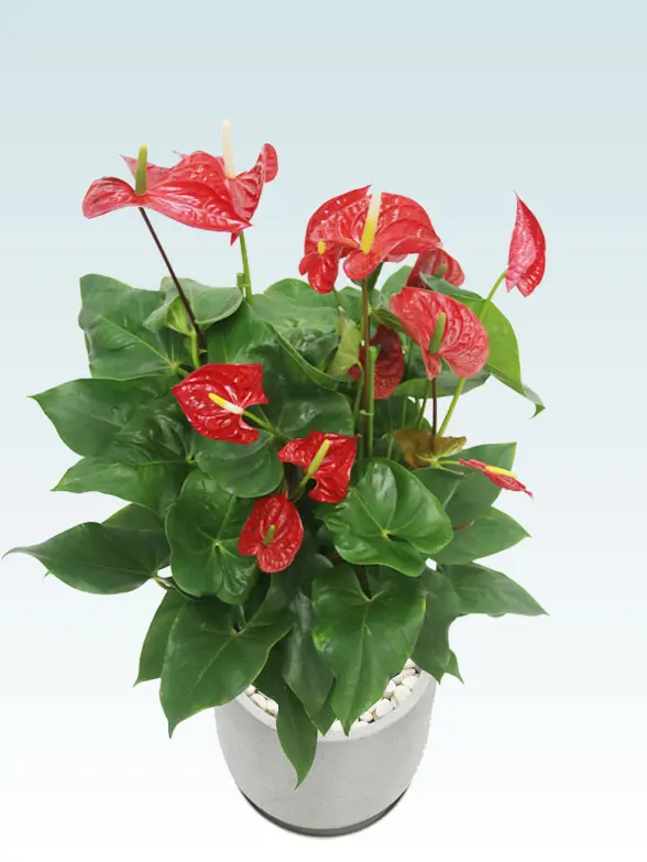 アンスリウム拡大横から画像