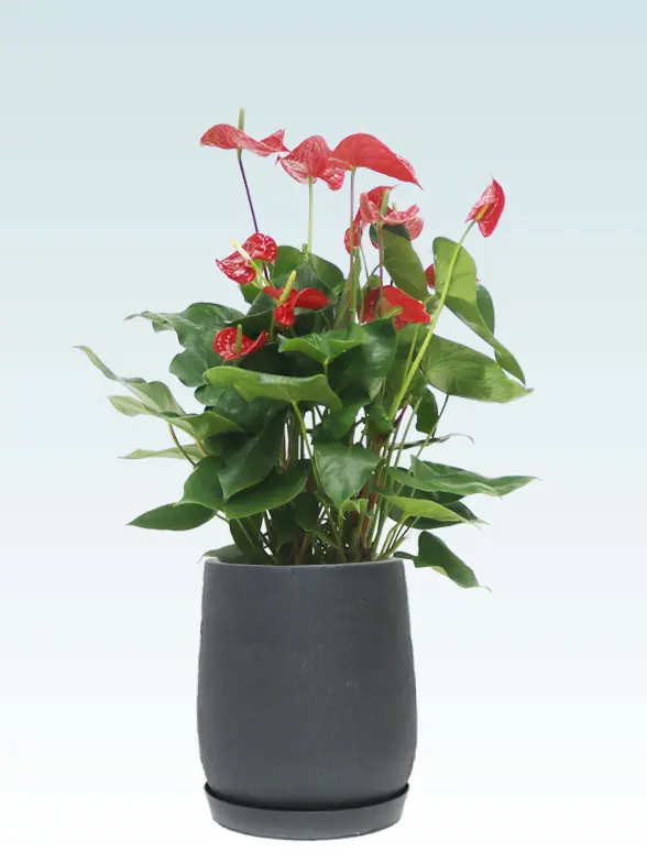 アンスリウム葉っぱ枝も入った画像