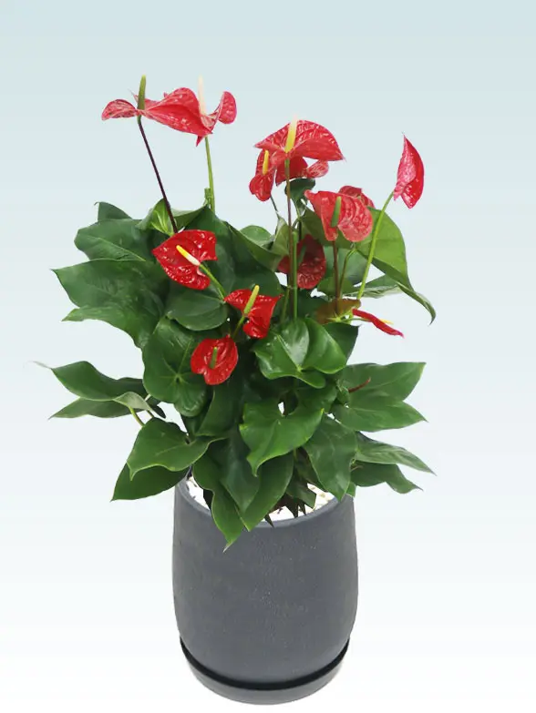 アンスリウム葉っぱ枝も入った画像