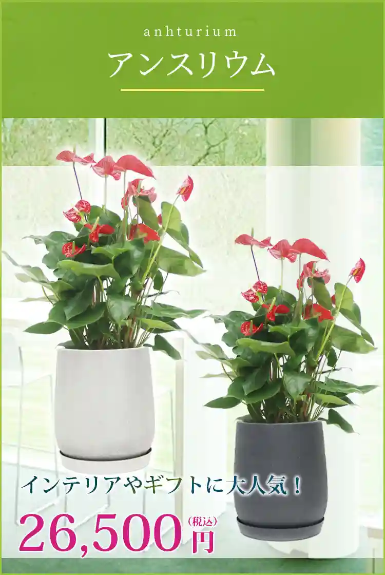 アンスリウム 観葉植物 26,500円(税込)